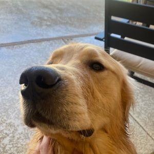 Meet your Posher, Jake